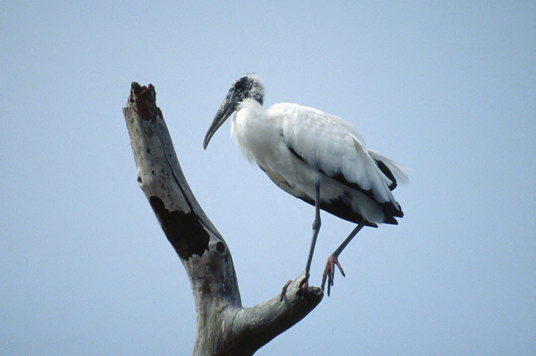 Wood stork